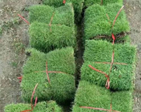 杂草对草皮基地有什么影响