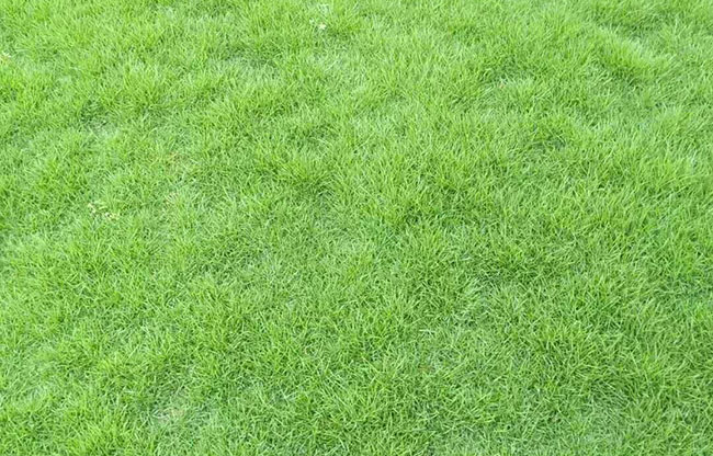 台湾草
