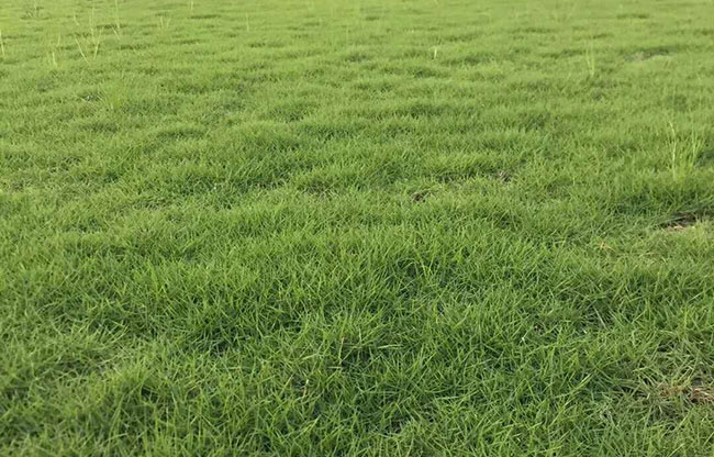 台湾草