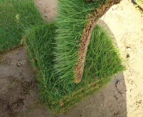 果岭草皮
