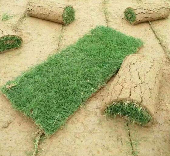 百慕大草皮