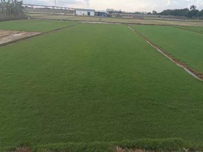 大叶油草