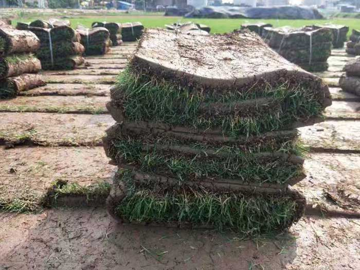 大叶油草