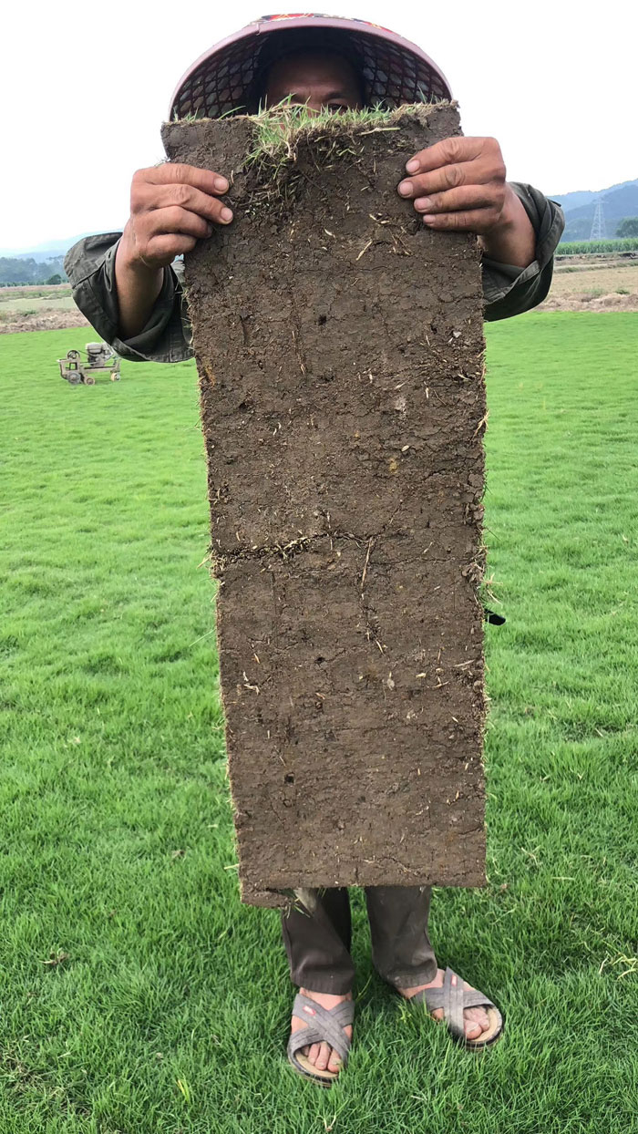 马尼拉草皮
