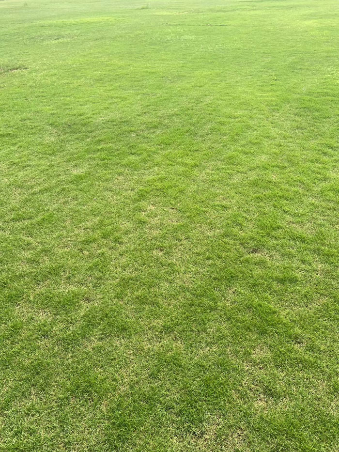 马尼拉草皮