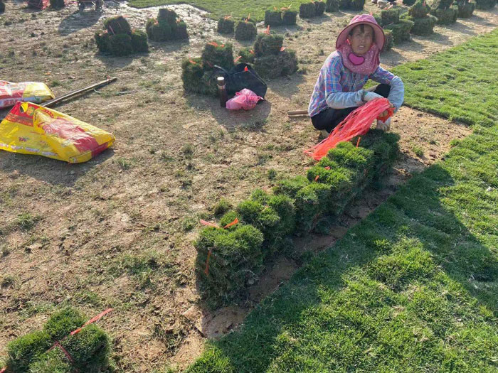 马尼拉草皮