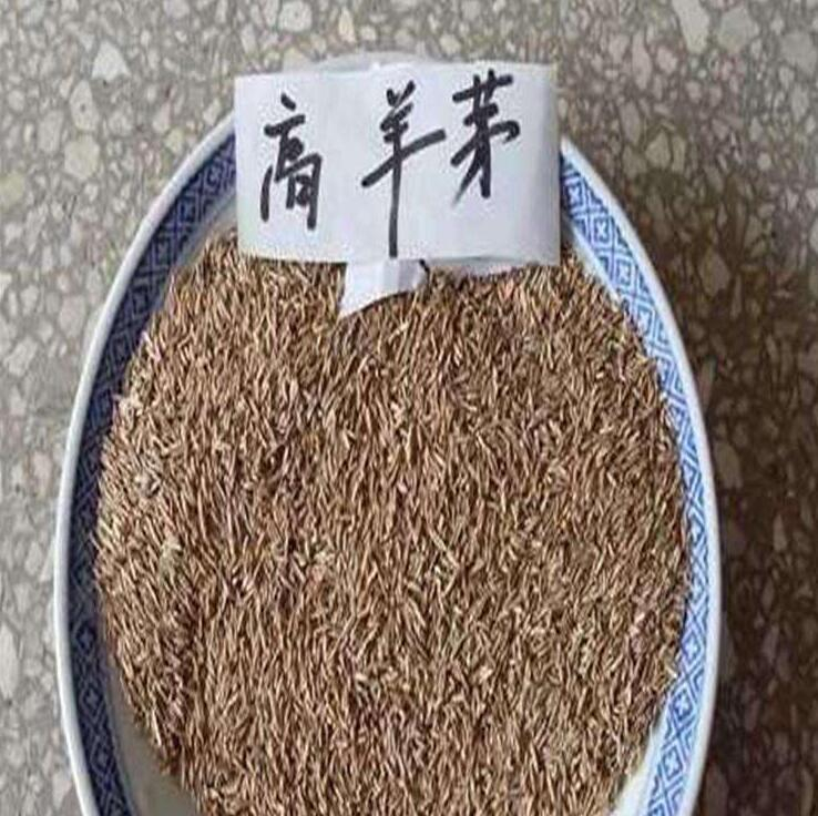 高羊茅