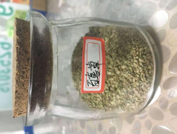 百喜草