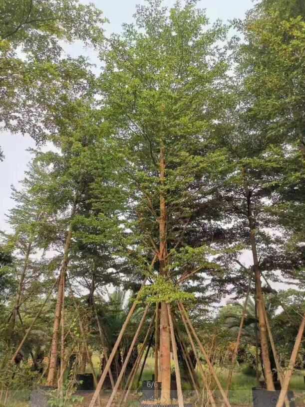 小叶榄仁