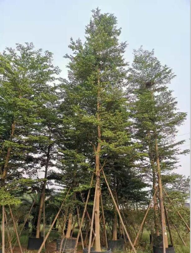 小叶榄仁
