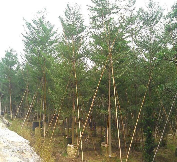 小叶榄仁