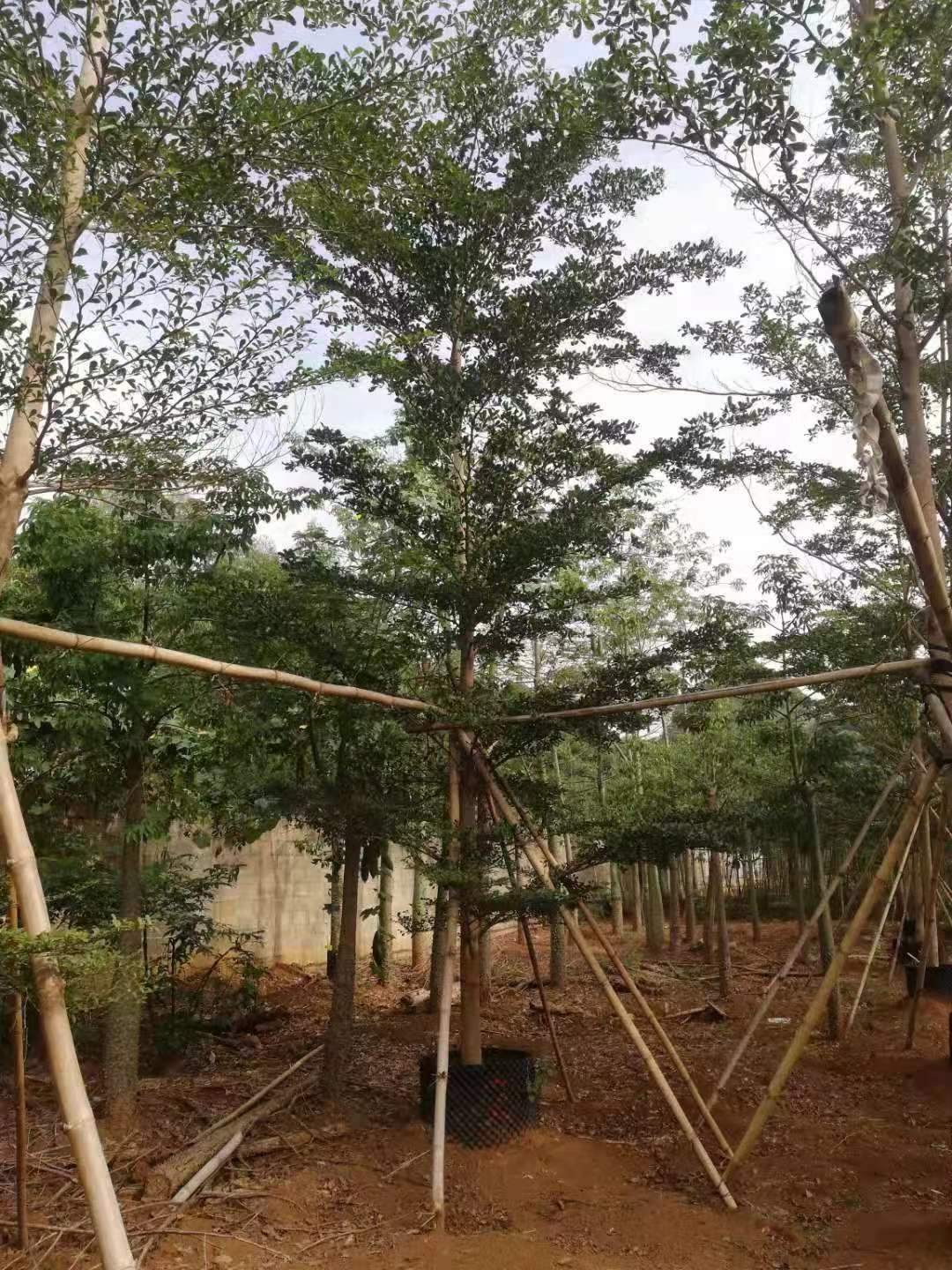 小叶榄仁