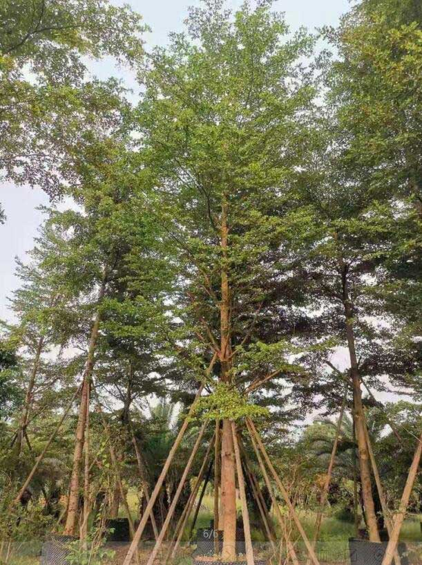 美丽木棉
