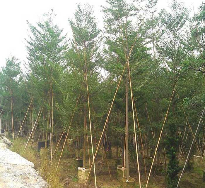 美丽木棉