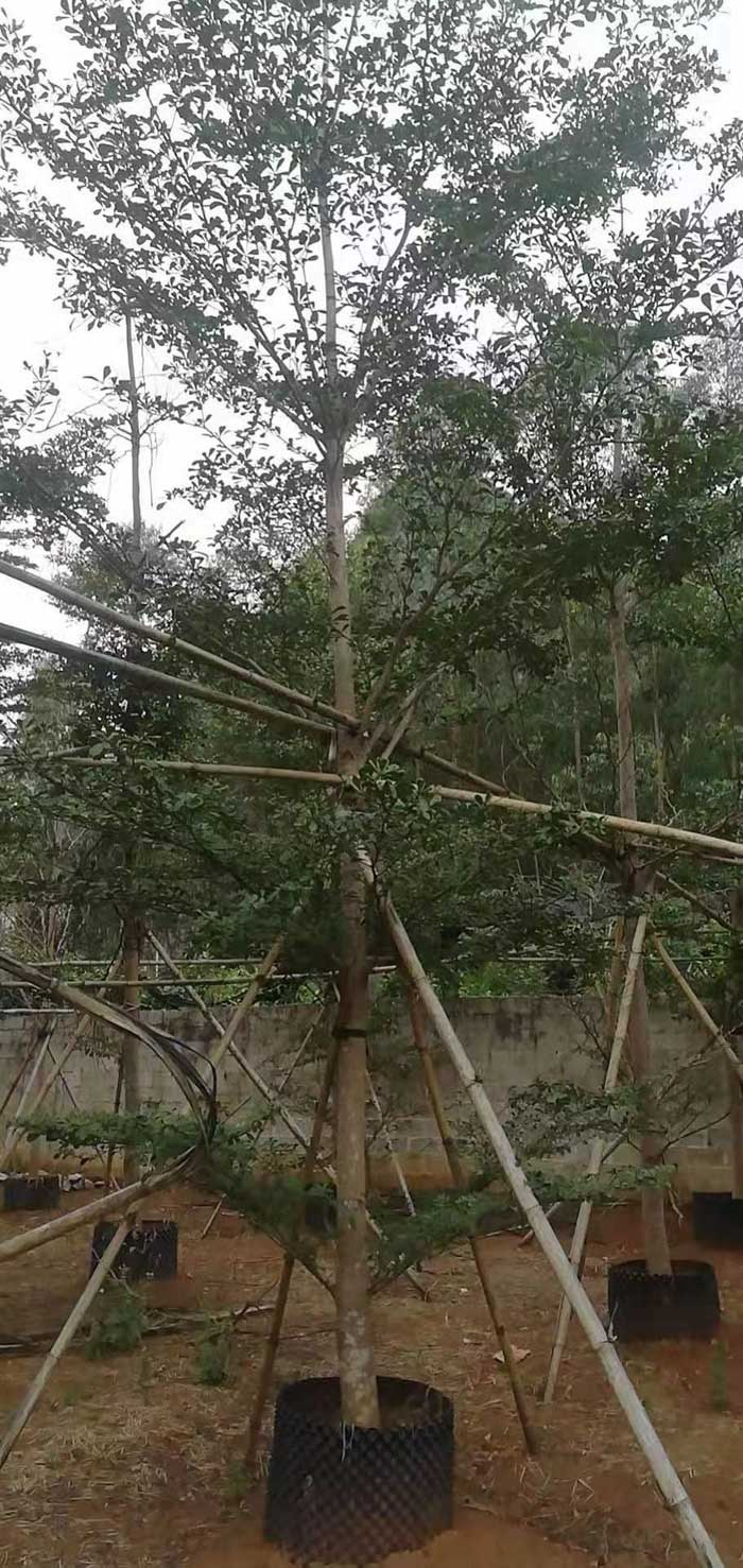 美丽木棉