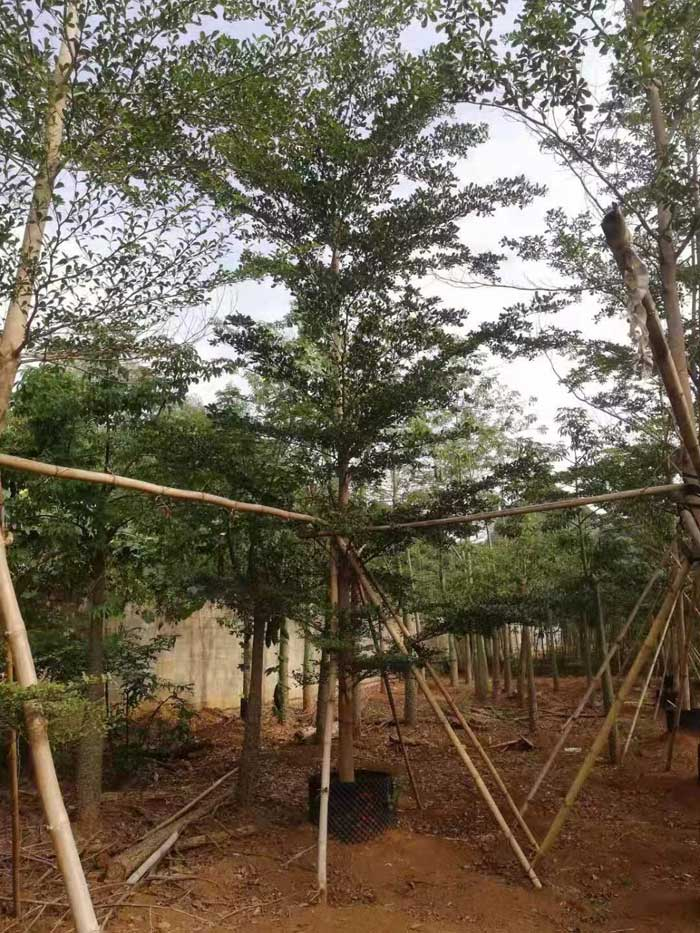 美丽木棉
