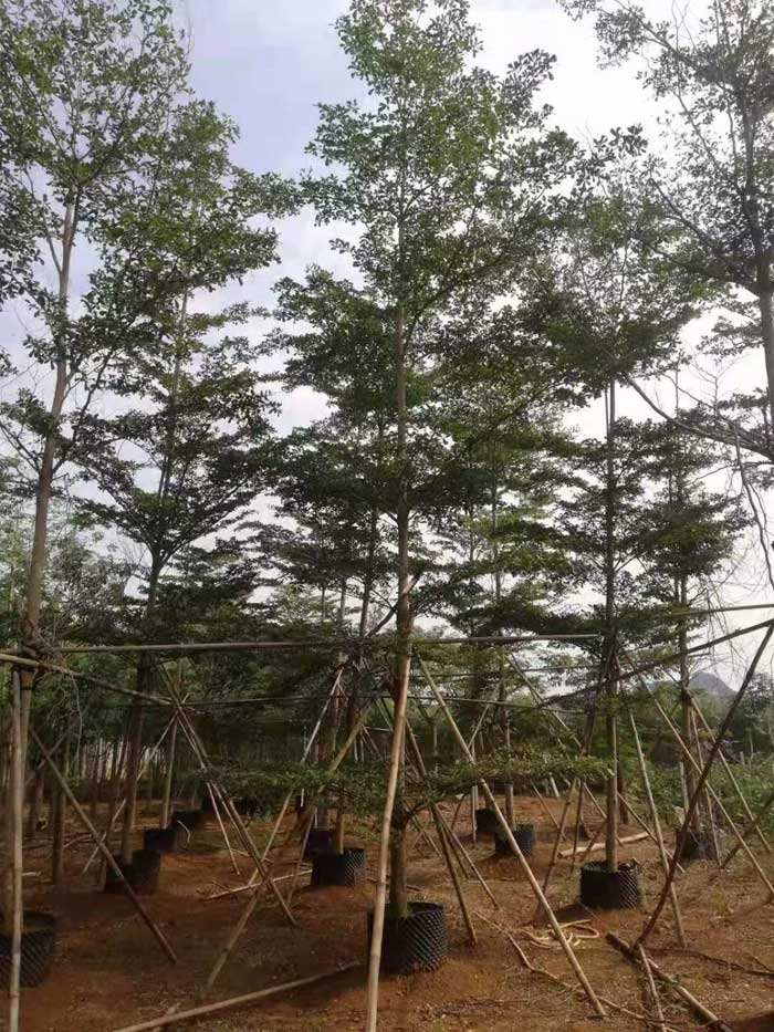 美丽木棉