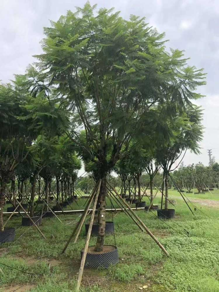 蓝花盈