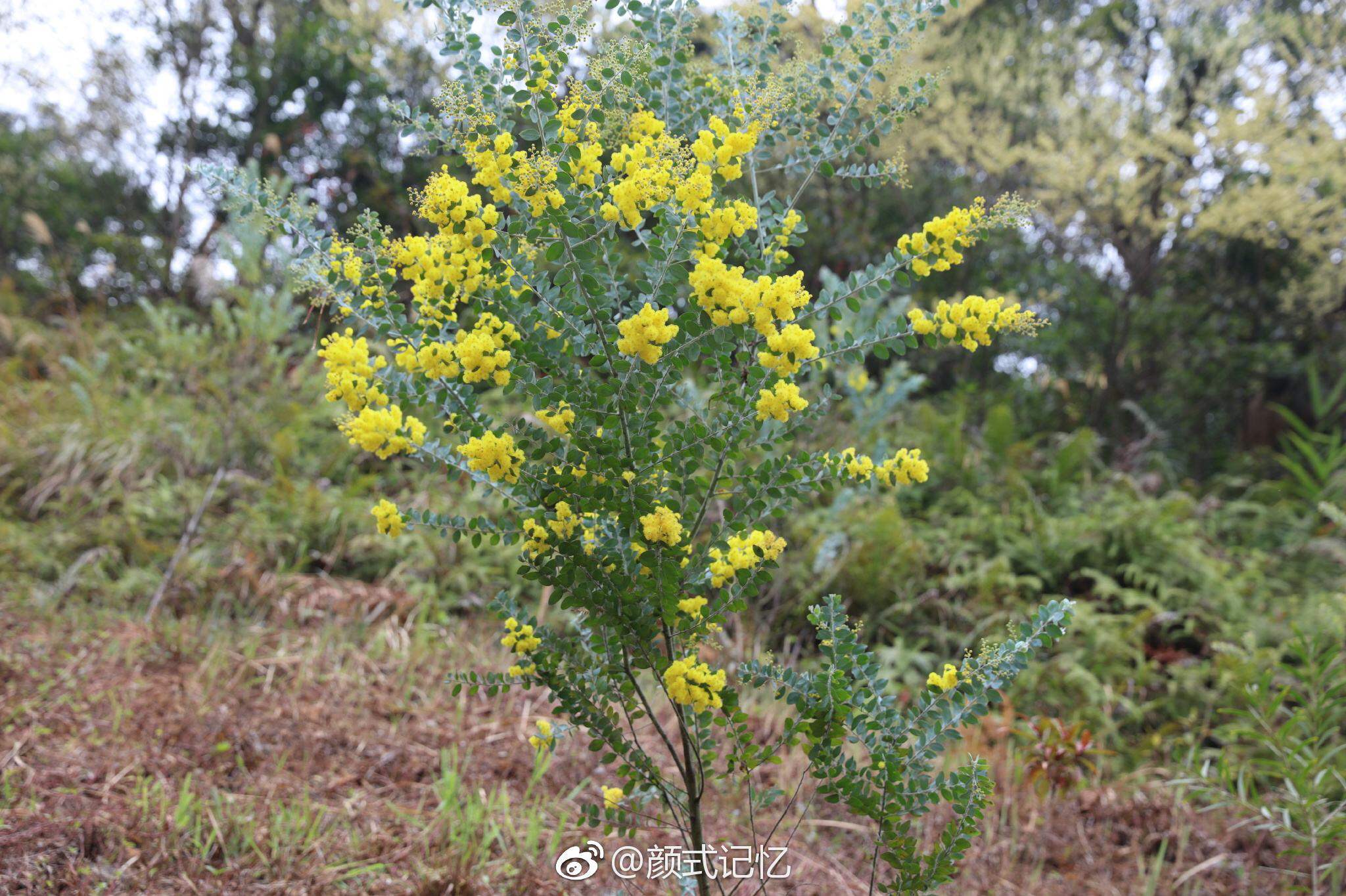 黄花风铃
