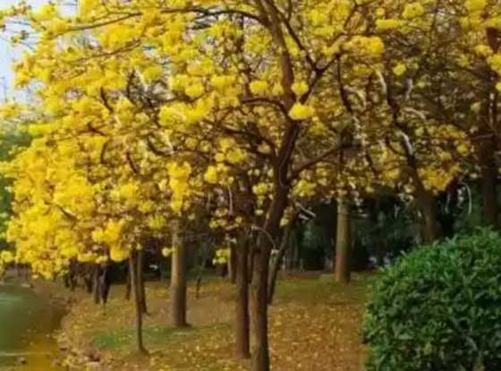 黄花风铃