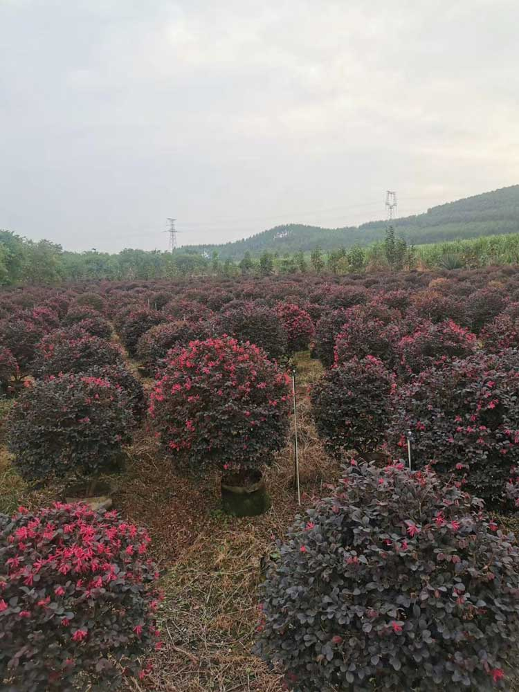 红继木