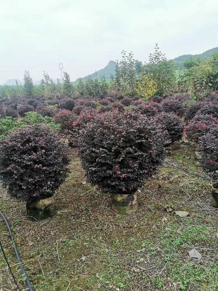 红继木