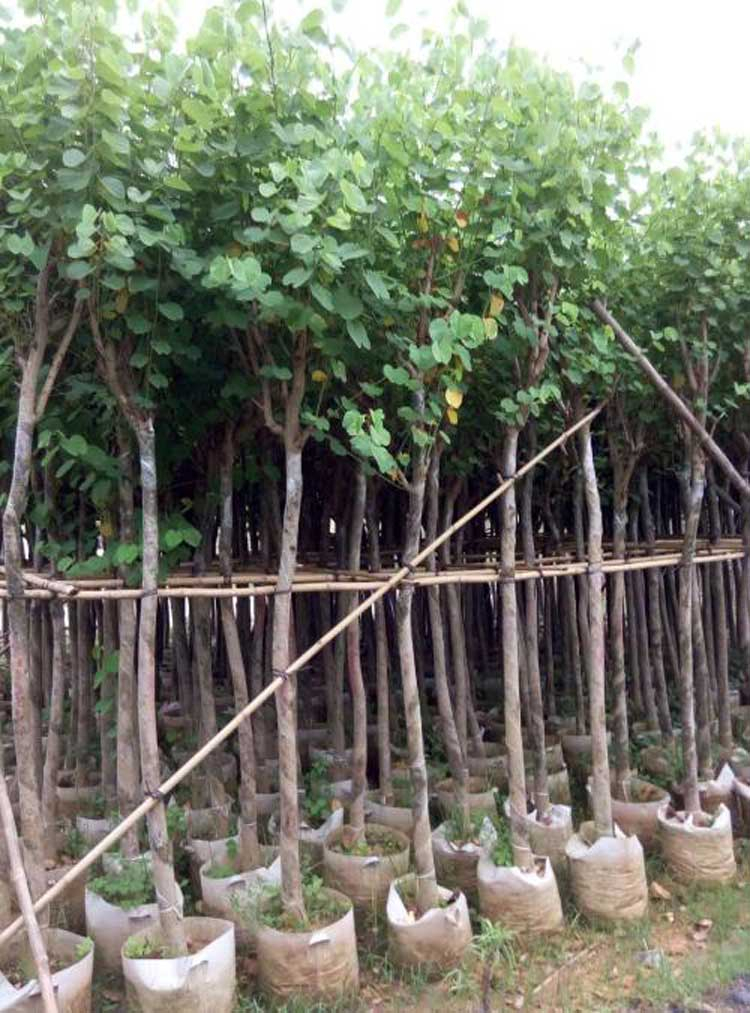 宫粉紫荆