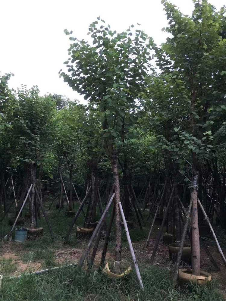 宫粉紫荆
