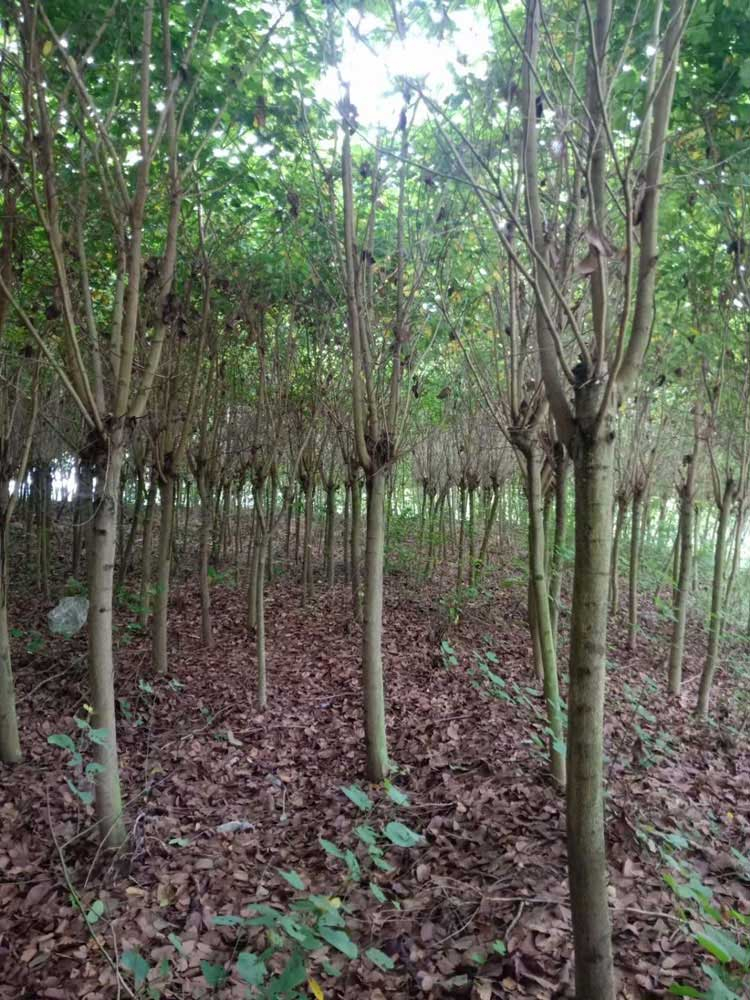 宫粉紫荆