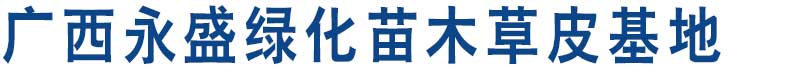 广西永盛绿化苗木草皮基地