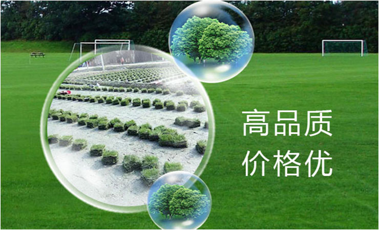 广西永盛绿化苗木草皮基地