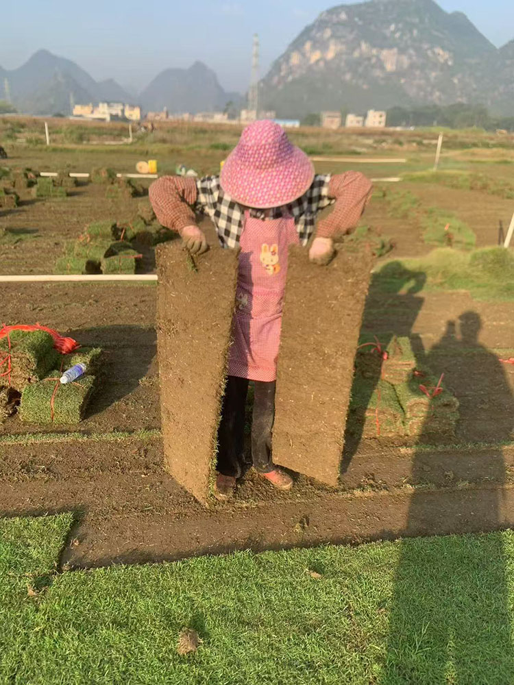 马尼拉草皮