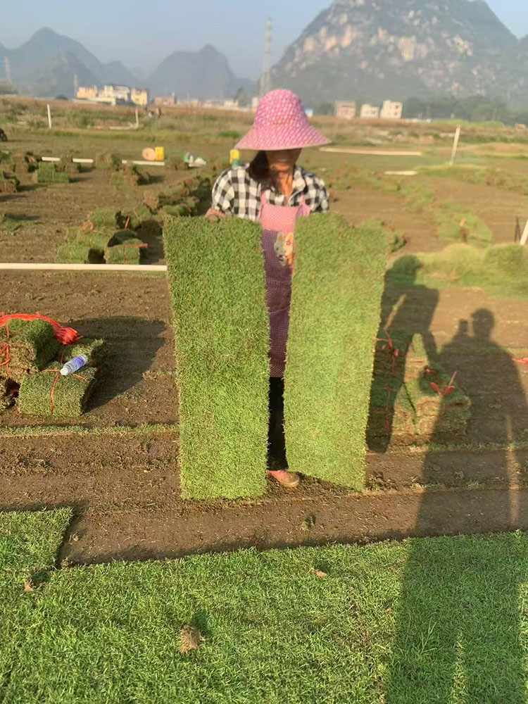 马尼拉草皮
