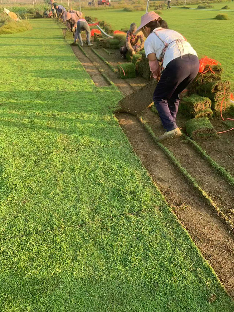 马尼拉草皮