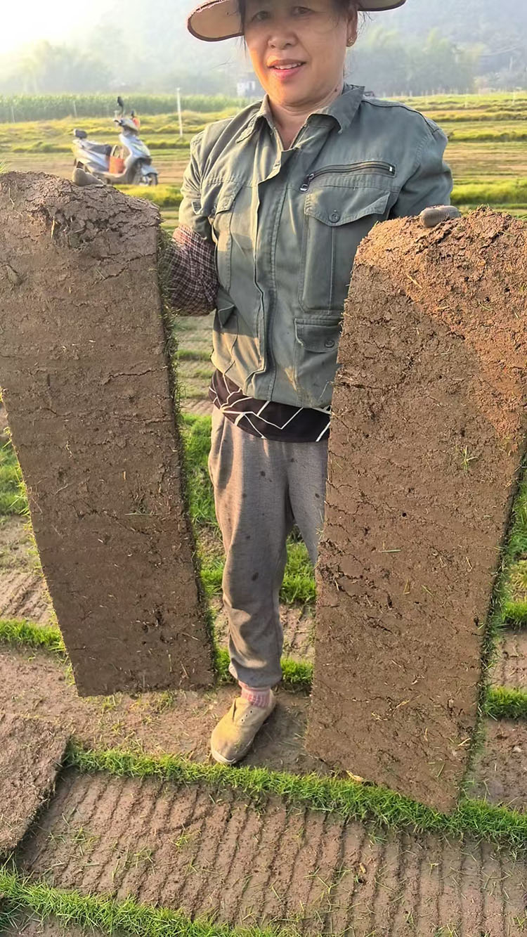 马尼拉草皮