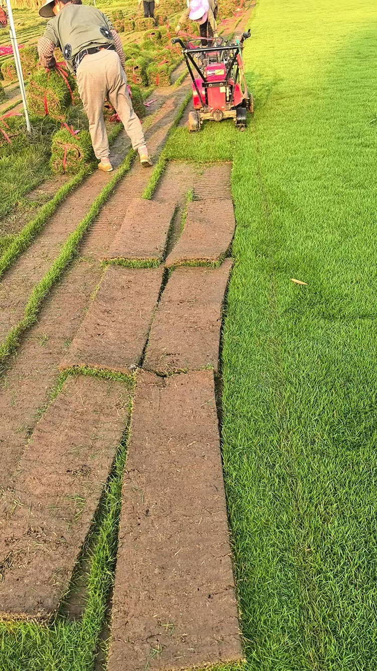 马尼拉草皮